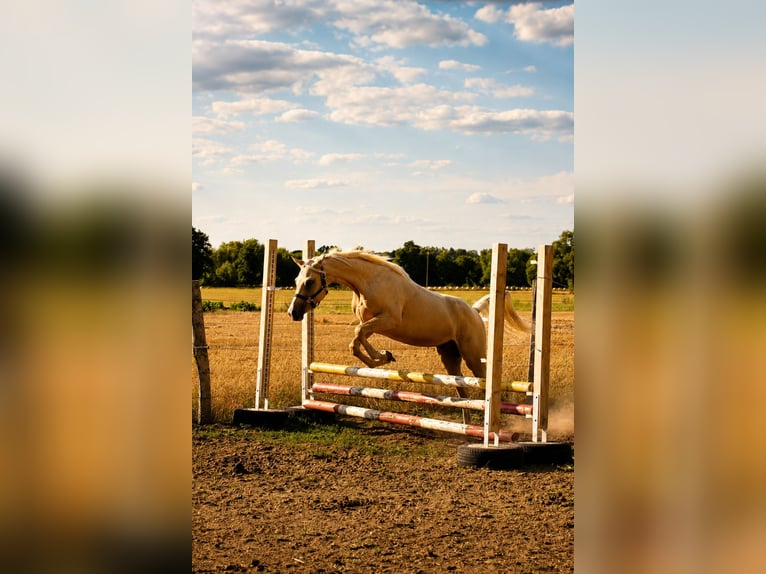 Arabisches Partbred Wallach 3 Jahre 154 cm Palomino in Stechlin