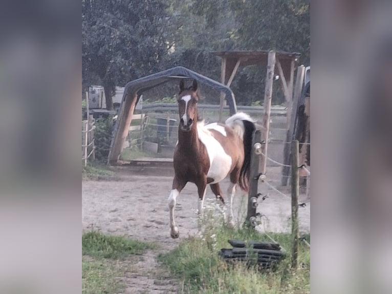 Arabisches Partbred Wallach 3 Jahre 154 cm Schecke in Steinach Baden