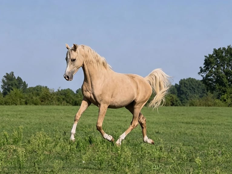 Arabisches Partbred Wallach 3 Jahre 158 cm Palomino in Schönwalde-Glien