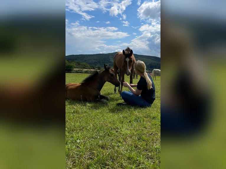 Arabisches Partbred Wallach 3 Jahre 162 cm Kann Schimmel werden in Lahntal