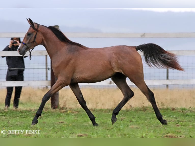 Arabisches Partbred Wallach 3 Jahre 162 cm Kann Schimmel werden in Lahntal