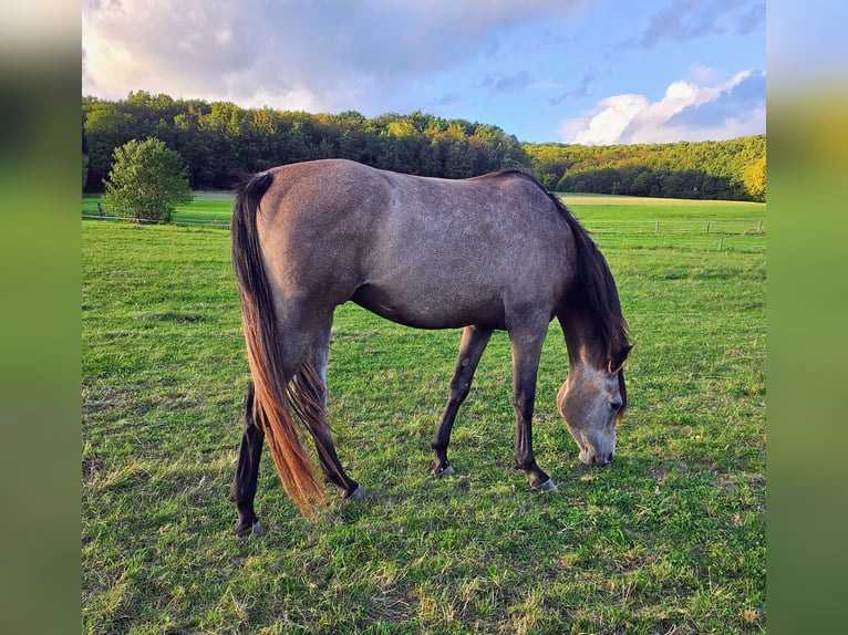 Arabisches Partbred Wallach 3 Jahre 162 cm Kann Schimmel werden in Lahntal