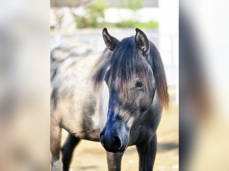 Arabisches Partbred Wallach 4 Jahre 140 cm Roan-Blue in Cham