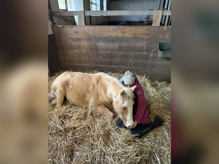 Arabisches Partbred Wallach 4 Jahre 152 cm in Waiblingen