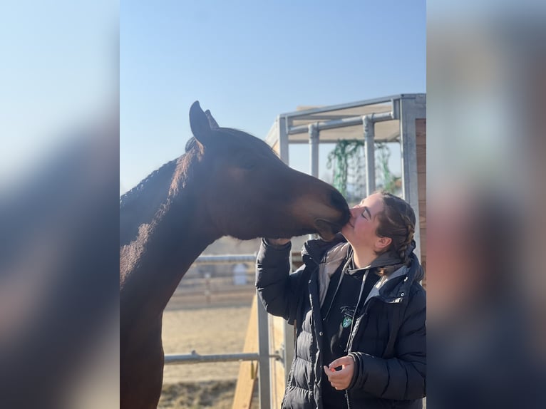 Arabisches Partbred Wallach 4 Jahre 155 cm Brauner in Passail