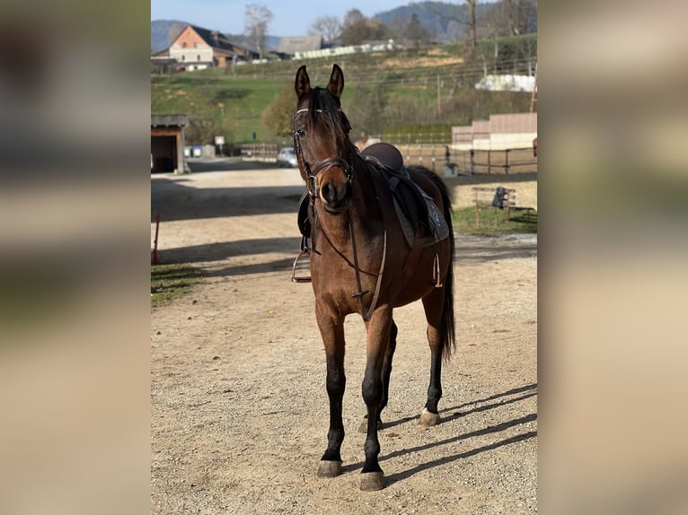 Arabisches Partbred Wallach 4 Jahre 155 cm Brauner in Passail