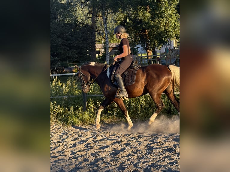 Arabisches Partbred Wallach 4 Jahre 155 cm Rappe in Hermagor