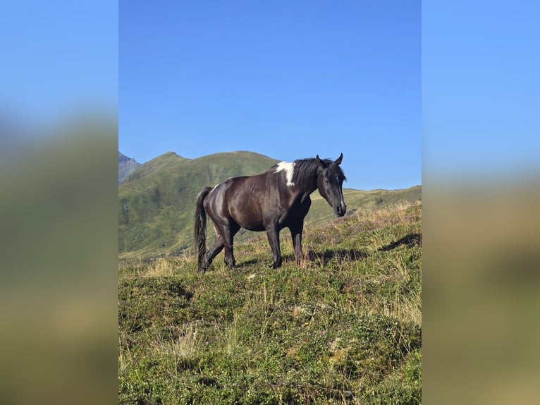 Arabisches Partbred Wallach 4 Jahre 160 cm Schecke in Schwarzach im Pongau