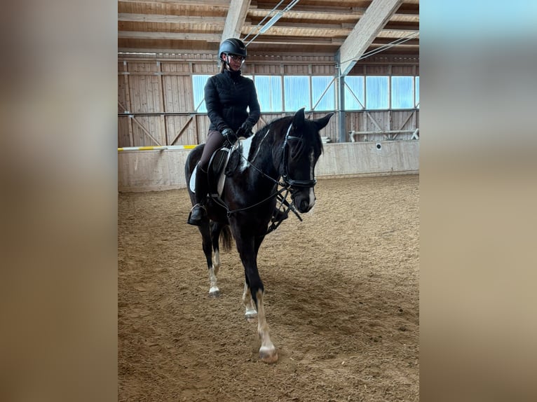 Arabisches Partbred Wallach 4 Jahre 160 cm Schecke in Schwarzach im Pongau