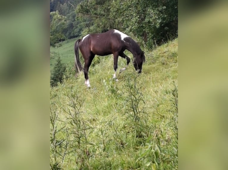 Arabisches Partbred Wallach 4 Jahre 160 cm Schecke in Schwarzach im Pongau