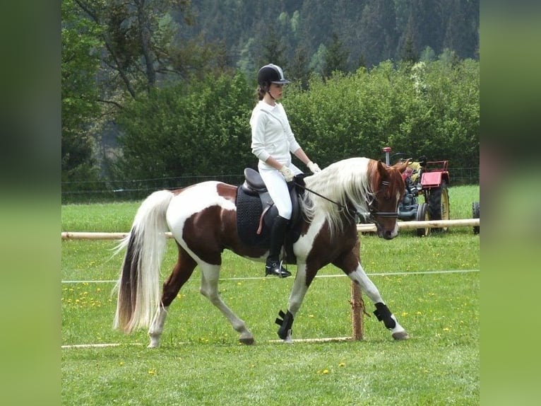 Arabisches Partbred Mix Wallach 5 Jahre 148 cm Tigerschecke in Assling