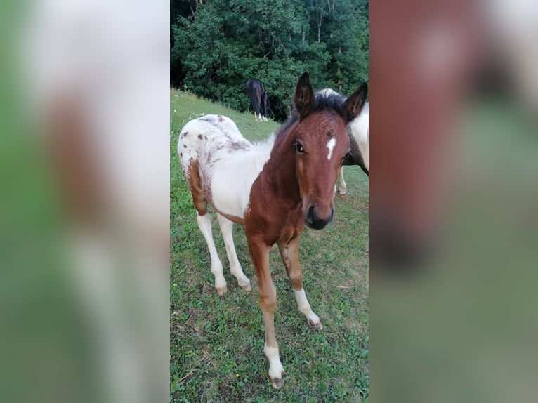 Arabisches Partbred Mix Wallach 5 Jahre 148 cm Tigerschecke in Assling