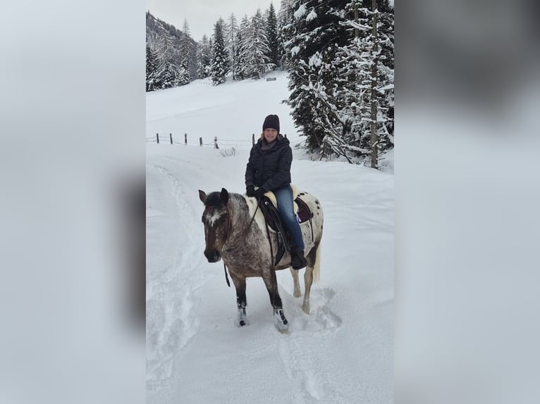 Arabisches Partbred Mix Wallach 5 Jahre 148 cm Tigerschecke in Assling