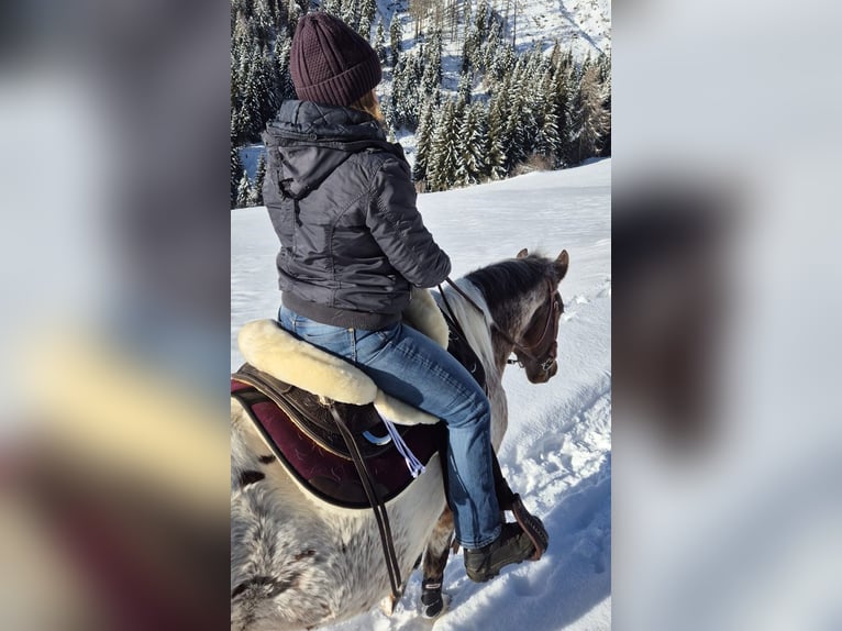 Arabisches Partbred Mix Wallach 5 Jahre 148 cm Tigerschecke in Assling