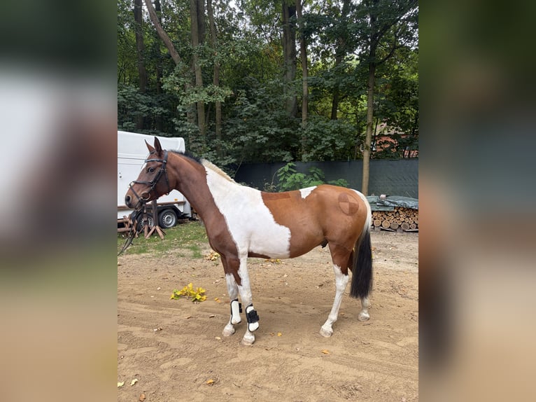 Arabisches Partbred Wallach 5 Jahre 150 cm Schecke in Schönfließ