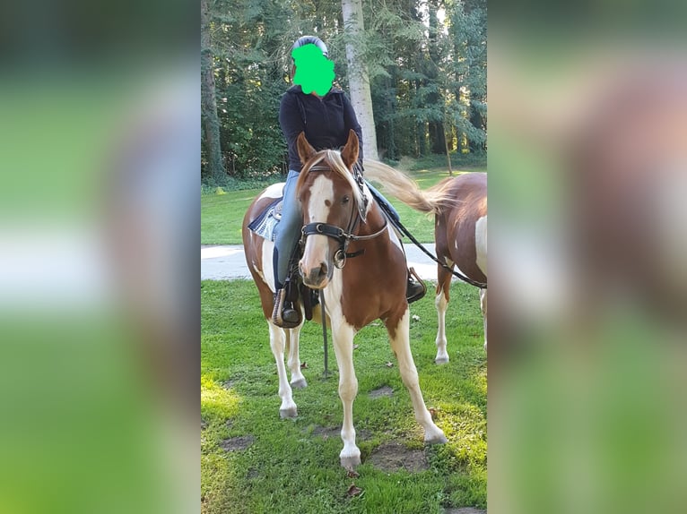 Arabisches Partbred Wallach 5 Jahre 153 cm Schecke in Nieheim