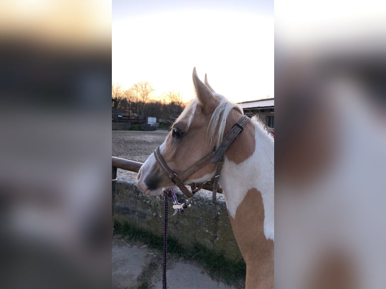 Arabisches Partbred Wallach 5 Jahre 154 cm Tobiano-alle-Farben in Schönwölkau