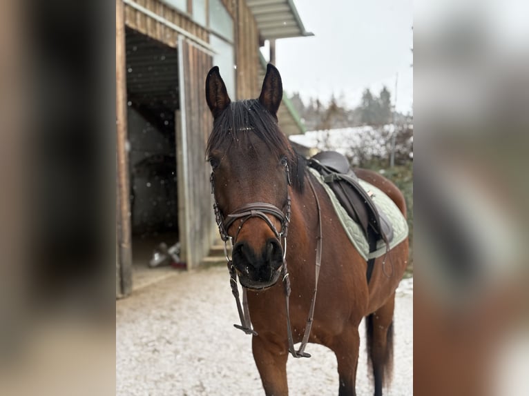 Arabisches Partbred Wallach 5 Jahre 155 cm Brauner in Passail