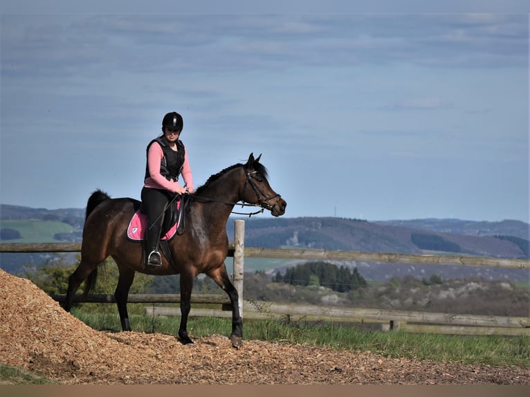 Arabisches Partbred Wallach 5 Jahre 160 cm Dunkelbrauner in idar Oberstein /Hintertiefenbach