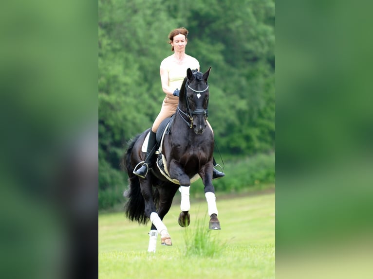 Arabisches Partbred Wallach 5 Jahre 160 cm Dunkelbrauner in idar Oberstein /Hintertiefenbach