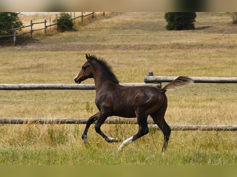 Arabisches Partbred Wallach 5 Jahre 160 cm Dunkelbrauner in idar Oberstein /Hintertiefenbach