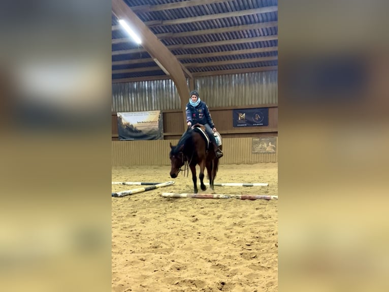 Arabisches Partbred Mix Wallach 6 Jahre 153 cm Brauner in Ulrichstein