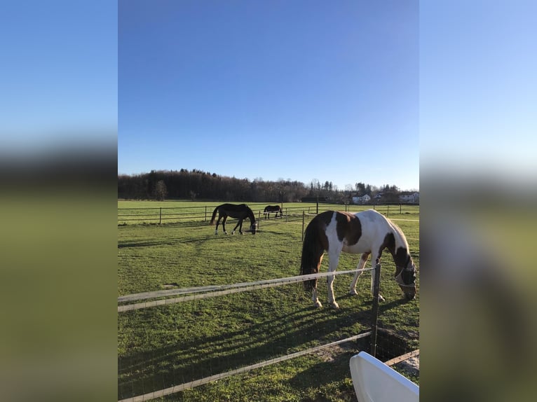 Arabisches Partbred Wallach 6 Jahre 156 cm Schecke in Greifenberg