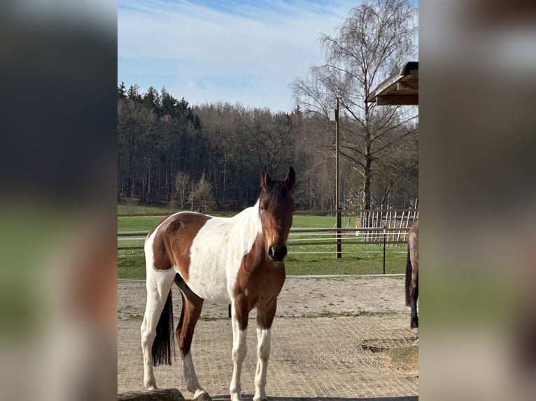 Arabisches Partbred Wallach 6 Jahre 156 cm Schecke in Greifenberg