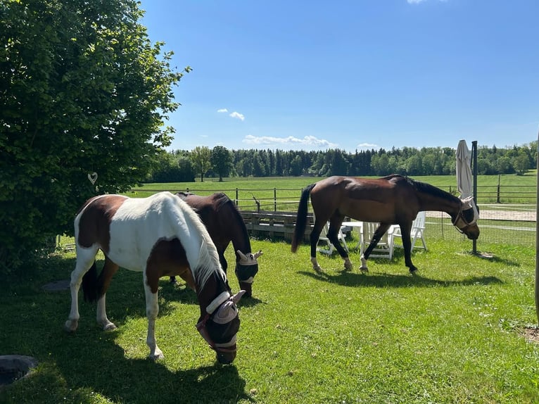Arabisches Partbred Wallach 6 Jahre 156 cm Schecke in Greifenberg