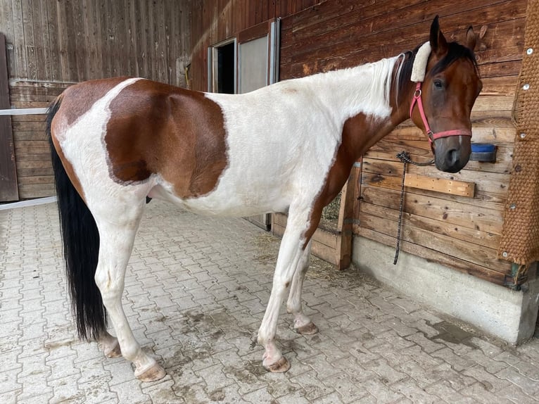 Arabisches Partbred Wallach 6 Jahre 156 cm Schecke in Greifenberg