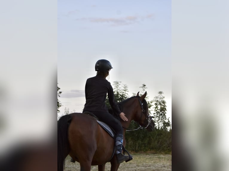 Arabisches Partbred Mix Wallach 7 Jahre 145 cm Brauner in Hoegaarden