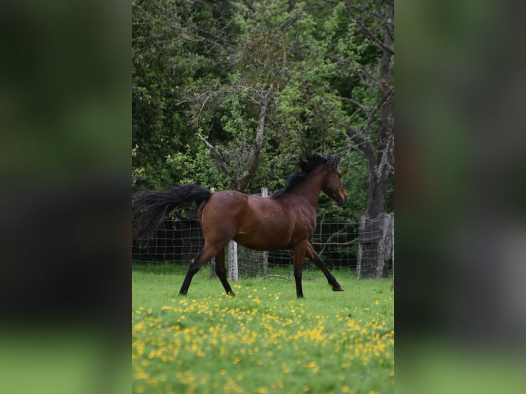 Arabisches Partbred Mix Wallach 7 Jahre 145 cm Brauner in Hoegaarden