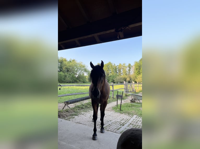 Arabisches Partbred Mix Wallach 7 Jahre 145 cm Brauner in Hoegaarden