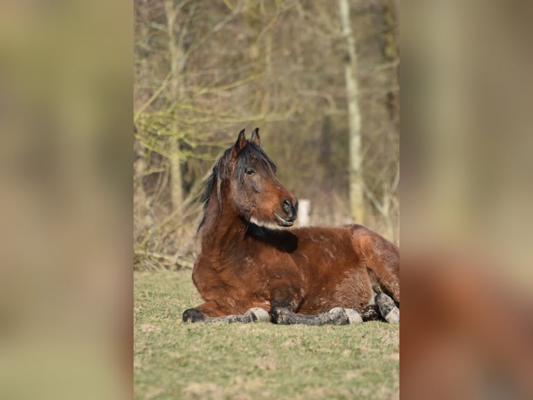 Arabisches Partbred Mix Wallach 7 Jahre 145 cm Brauner in Hoegaarden