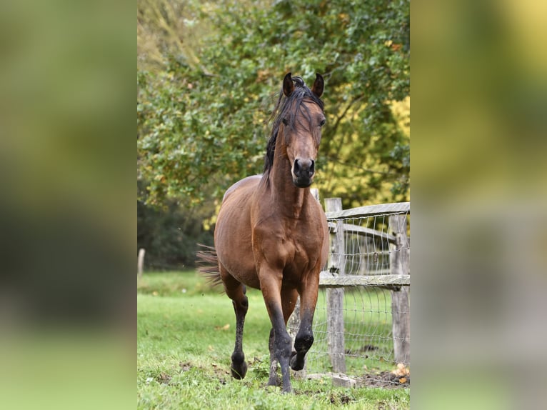 Arabisches Partbred Mix Wallach 7 Jahre 145 cm Brauner in Hoegaarden
