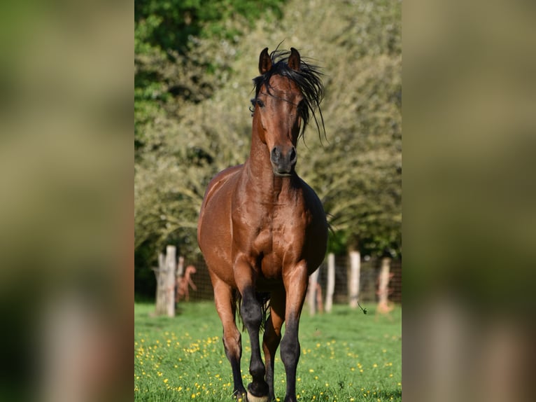 Arabisches Partbred Mix Wallach 7 Jahre 145 cm Brauner in Hoegaarden