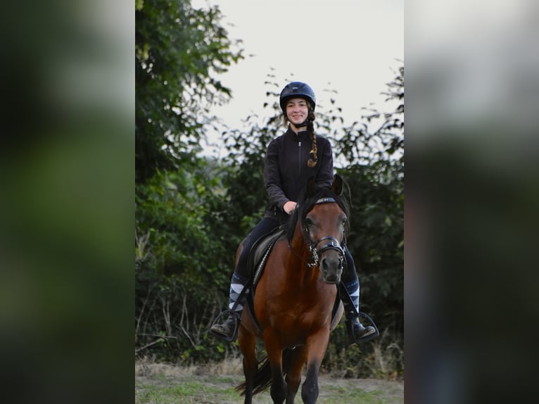 Arabisches Partbred Mix Wallach 7 Jahre 145 cm Brauner in Hoegaarden