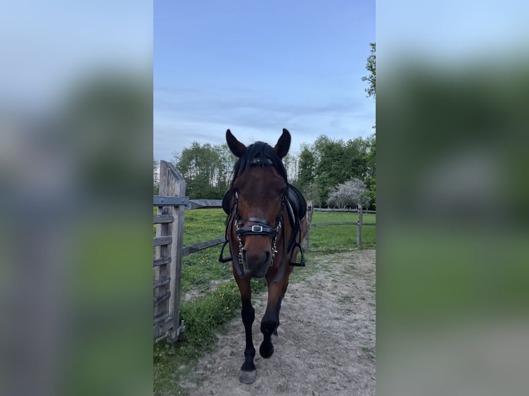 Arabisches Partbred Mix Wallach 7 Jahre 145 cm Brauner in Hoegaarden