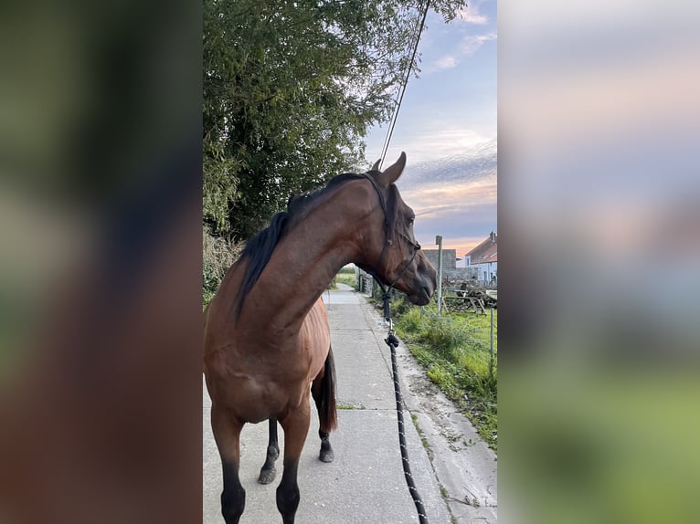 Arabisches Partbred Mix Wallach 7 Jahre 145 cm Brauner in Hoegaarden