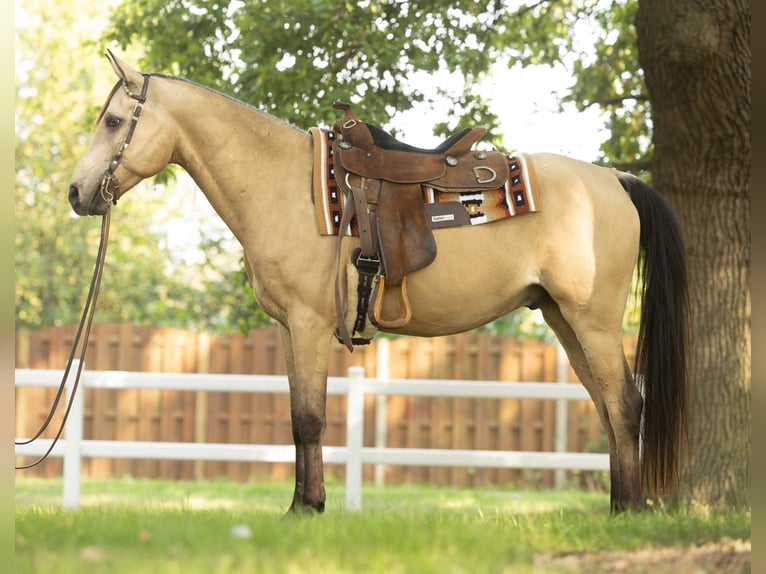 Arabisches Partbred Wallach 7 Jahre 153 cm Buckskin in Steyerberg
