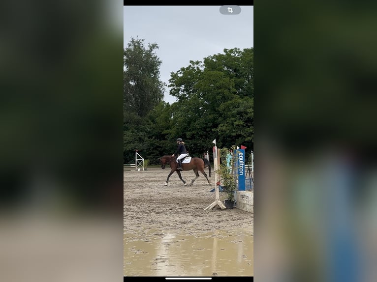 Arabisches Partbred Wallach 7 Jahre 154 cm Dunkelbrauner in Aich 29