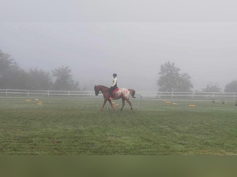 Arabisches Partbred Mix Wallach 7 Jahre 156 cm Dunkelfuchs in Perušić