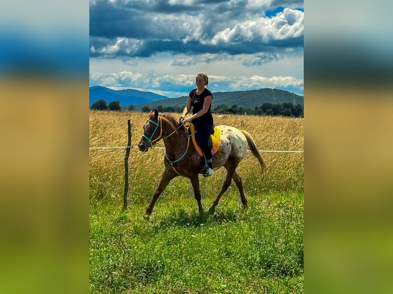 Arabisches Partbred Mix Wallach 7 Jahre 156 cm Dunkelfuchs in Perušić