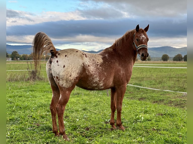 Arabisches Partbred Mix Wallach 7 Jahre 156 cm Dunkelfuchs in Perušić