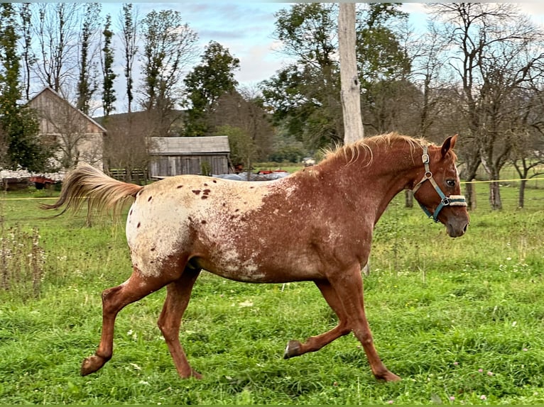 Arabisches Partbred Mix Wallach 7 Jahre 156 cm Dunkelfuchs in Perušić