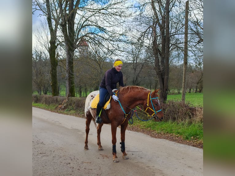 Arabisches Partbred Mix Wallach 7 Jahre 156 cm Dunkelfuchs in Perušić
