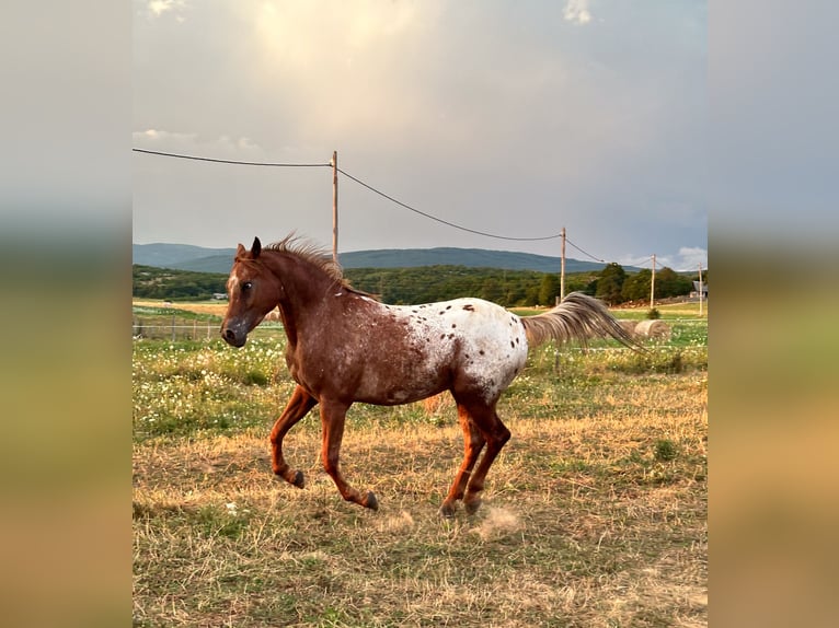 Arabisches Partbred Mix Wallach 7 Jahre 156 cm Dunkelfuchs in Perušić