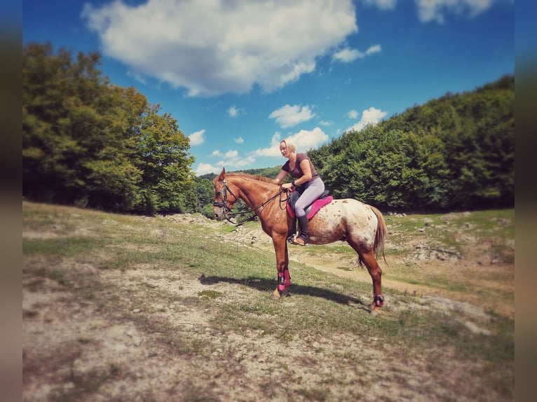 Arabisches Partbred Mix Wallach 7 Jahre 156 cm Dunkelfuchs in Perušić