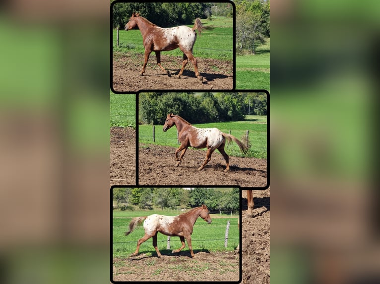 Arabisches Partbred Mix Wallach 7 Jahre 156 cm Dunkelfuchs in Perušić