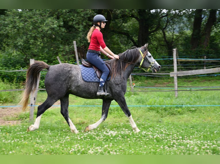 Arabisches Partbred Wallach 7 Jahre 157 cm Apfelschimmel in Peyrins